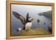 Atlantic Puffin (Fratercula Artica) Adult on Breeding Cliffs. Hermaness Nnr, Shetland, UK, June-Mark Hamblin-Framed Premier Image Canvas