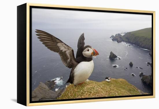 Atlantic Puffin (Fratercula Artica) Adult on Breeding Cliffs. Hermaness Nnr, Shetland, UK, June-Mark Hamblin-Framed Premier Image Canvas