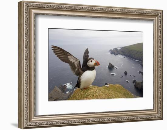 Atlantic Puffin (Fratercula Artica) Adult on Breeding Cliffs. Hermaness Nnr, Shetland, UK, June-Mark Hamblin-Framed Photographic Print