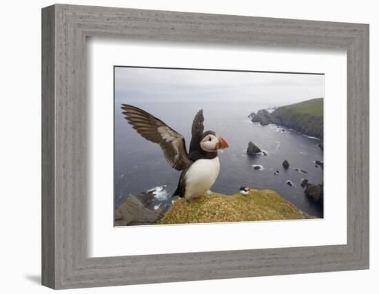 Atlantic Puffin (Fratercula Artica) Adult on Breeding Cliffs. Hermaness Nnr, Shetland, UK, June-Mark Hamblin-Framed Photographic Print