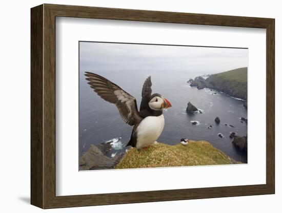 Atlantic Puffin (Fratercula Artica) Adult on Breeding Cliffs. Hermaness Nnr, Shetland, UK, June-Mark Hamblin-Framed Photographic Print