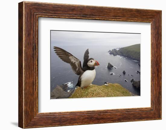 Atlantic Puffin (Fratercula Artica) Adult on Breeding Cliffs. Hermaness Nnr, Shetland, UK, June-Mark Hamblin-Framed Photographic Print