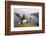 Atlantic Puffin (Fratercula Artica) Adult on Breeding Cliffs. Hermaness Nnr, Shetland, UK, June-Mark Hamblin-Framed Photographic Print