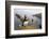 Atlantic Puffin (Fratercula Artica) Adult on Breeding Cliffs. Hermaness Nnr, Shetland, UK, June-Mark Hamblin-Framed Photographic Print