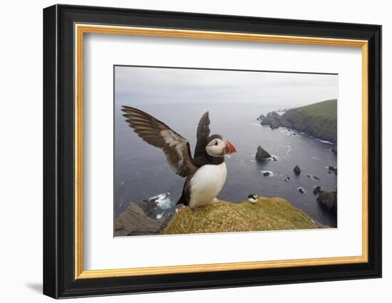 Atlantic Puffin (Fratercula Artica) Adult on Breeding Cliffs. Hermaness Nnr, Shetland, UK, June-Mark Hamblin-Framed Photographic Print