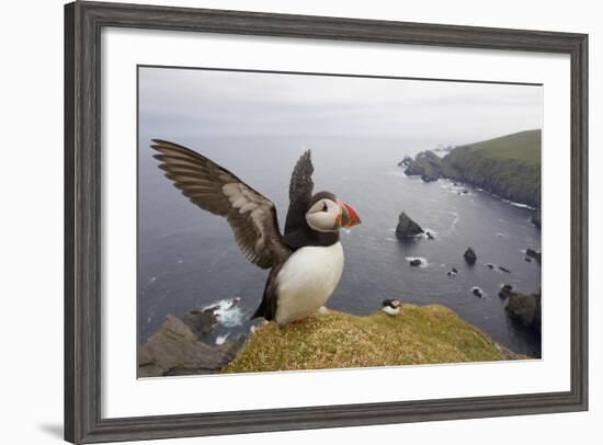 Atlantic Puffin (Fratercula Artica) Adult on Breeding Cliffs. Hermaness Nnr, Shetland, UK, June-Mark Hamblin-Framed Photographic Print