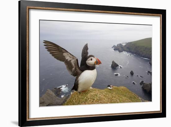 Atlantic Puffin (Fratercula Artica) Adult on Breeding Cliffs. Hermaness Nnr, Shetland, UK, June-Mark Hamblin-Framed Photographic Print