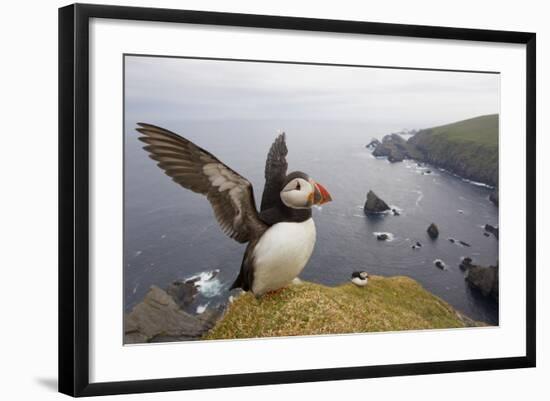 Atlantic Puffin (Fratercula Artica) Adult on Breeding Cliffs. Hermaness Nnr, Shetland, UK, June-Mark Hamblin-Framed Photographic Print