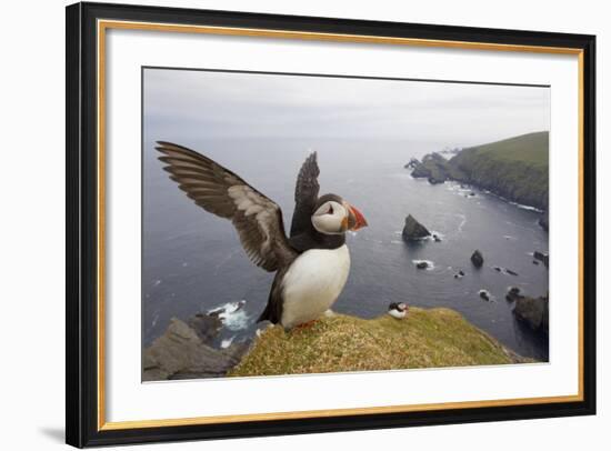 Atlantic Puffin (Fratercula Artica) Adult on Breeding Cliffs. Hermaness Nnr, Shetland, UK, June-Mark Hamblin-Framed Photographic Print