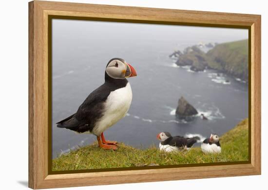 Atlantic Puffin (Fratercula Artica) Adults on Breeding Cliffs. Hermaness Nnr, Shetland, UK, June-Mark Hamblin-Framed Premier Image Canvas