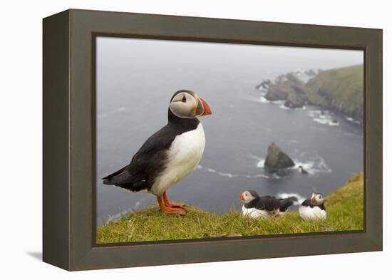 Atlantic Puffin (Fratercula Artica) Adults on Breeding Cliffs. Hermaness Nnr, Shetland, UK, June-Mark Hamblin-Framed Premier Image Canvas