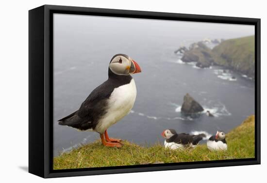 Atlantic Puffin (Fratercula Artica) Adults on Breeding Cliffs. Hermaness Nnr, Shetland, UK, June-Mark Hamblin-Framed Premier Image Canvas