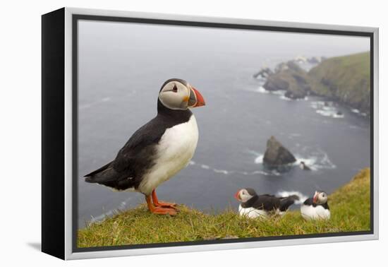 Atlantic Puffin (Fratercula Artica) Adults on Breeding Cliffs. Hermaness Nnr, Shetland, UK, June-Mark Hamblin-Framed Premier Image Canvas