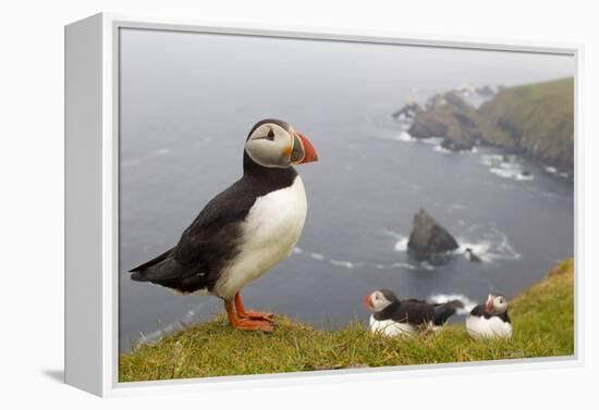 Atlantic Puffin (Fratercula Artica) Adults on Breeding Cliffs. Hermaness Nnr, Shetland, UK, June-Mark Hamblin-Framed Premier Image Canvas