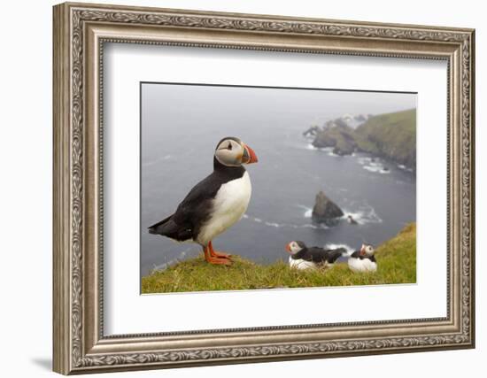 Atlantic Puffin (Fratercula Artica) Adults on Breeding Cliffs. Hermaness Nnr, Shetland, UK, June-Mark Hamblin-Framed Photographic Print