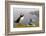 Atlantic Puffin (Fratercula Artica) Adults on Breeding Cliffs. Hermaness Nnr, Shetland, UK, June-Mark Hamblin-Framed Photographic Print