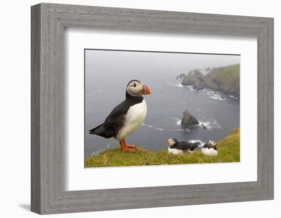 Atlantic Puffin (Fratercula Artica) Adults on Breeding Cliffs. Hermaness Nnr, Shetland, UK, June-Mark Hamblin-Framed Photographic Print