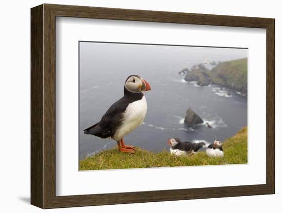 Atlantic Puffin (Fratercula Artica) Adults on Breeding Cliffs. Hermaness Nnr, Shetland, UK, June-Mark Hamblin-Framed Photographic Print