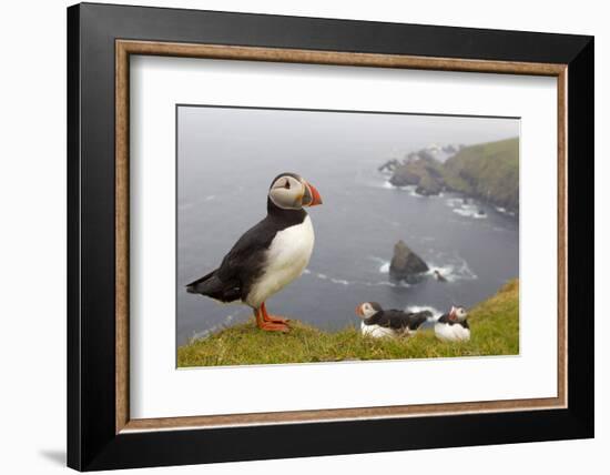 Atlantic Puffin (Fratercula Artica) Adults on Breeding Cliffs. Hermaness Nnr, Shetland, UK, June-Mark Hamblin-Framed Photographic Print