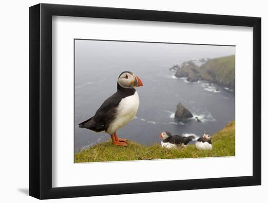 Atlantic Puffin (Fratercula Artica) Adults on Breeding Cliffs. Hermaness Nnr, Shetland, UK, June-Mark Hamblin-Framed Photographic Print