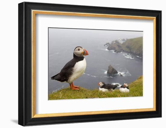 Atlantic Puffin (Fratercula Artica) Adults on Breeding Cliffs. Hermaness Nnr, Shetland, UK, June-Mark Hamblin-Framed Photographic Print