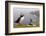 Atlantic Puffin (Fratercula Artica) Adults on Breeding Cliffs. Hermaness Nnr, Shetland, UK, June-Mark Hamblin-Framed Photographic Print