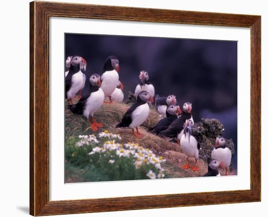 Atlantic Puffin, Iceland-Art Wolfe-Framed Photographic Print