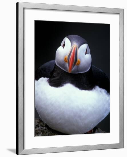 Atlantic Puffin, Iceland-Art Wolfe-Framed Photographic Print