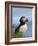 Atlantic Puffin, Latrabjarg, Vestfirdhir, Iceland-Keren Su-Framed Photographic Print