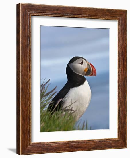 Atlantic Puffin, Latrabjarg, Vestfirdhir, Iceland-Keren Su-Framed Photographic Print