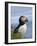 Atlantic Puffin, Latrabjarg, Vestfirdhir, Iceland-Keren Su-Framed Photographic Print