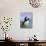 Atlantic Puffin, Latrabjarg, Vestfirdhir, Iceland-Keren Su-Photographic Print displayed on a wall