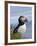 Atlantic Puffin, Latrabjarg, Vestfirdhir, Iceland-Keren Su-Framed Photographic Print