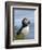 Atlantic Puffin, Latrabjarg, Vestfirdhir, Iceland-Keren Su-Framed Photographic Print