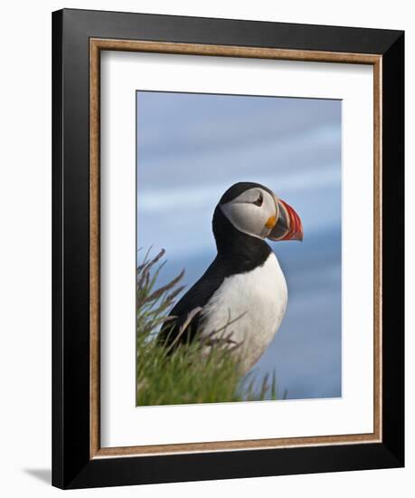 Atlantic Puffin, Latrabjarg, Vestfirdhir, Iceland-Keren Su-Framed Photographic Print