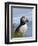 Atlantic Puffin, Latrabjarg, Vestfirdhir, Iceland-Keren Su-Framed Photographic Print