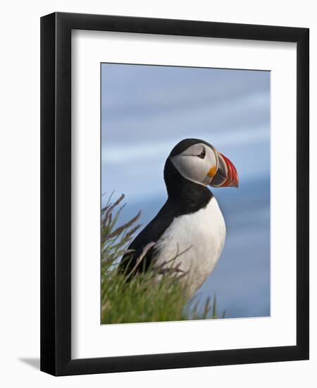 Atlantic Puffin, Latrabjarg, Vestfirdhir, Iceland-Keren Su-Framed Photographic Print