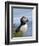 Atlantic Puffin, Latrabjarg, Vestfirdhir, Iceland-Keren Su-Framed Photographic Print