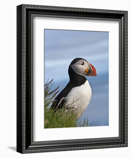 Atlantic Puffin, Latrabjarg, Vestfirdhir, Iceland-Keren Su-Framed Photographic Print