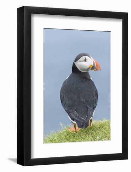 Atlantic Puffin, Mykines, Faroe Islands, Denmark-Martin Zwick-Framed Photographic Print