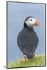 Atlantic Puffin, Mykines, Faroe Islands, Denmark-Martin Zwick-Mounted Photographic Print