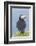 Atlantic Puffin, Mykines, Faroe Islands, Denmark-Martin Zwick-Framed Photographic Print