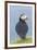 Atlantic Puffin, Mykines, Faroe Islands, Denmark-Martin Zwick-Framed Premium Photographic Print