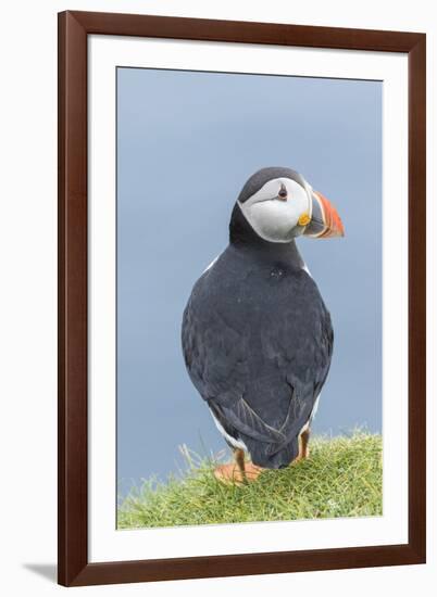 Atlantic Puffin, Mykines, Faroe Islands, Denmark-Martin Zwick-Framed Premium Photographic Print
