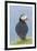 Atlantic Puffin, Mykines, Faroe Islands, Denmark-Martin Zwick-Framed Premium Photographic Print