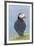 Atlantic Puffin, Mykines, Faroe Islands, Denmark-Martin Zwick-Framed Premium Photographic Print