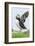 Atlantic Puffin, Mykines, Faroe Islands, Denmark-Martin Zwick-Framed Photographic Print