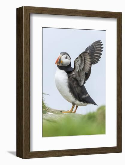 Atlantic Puffin, Mykines, Faroe Islands, Denmark-Martin Zwick-Framed Photographic Print