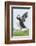 Atlantic Puffin, Mykines, Faroe Islands, Denmark-Martin Zwick-Framed Photographic Print