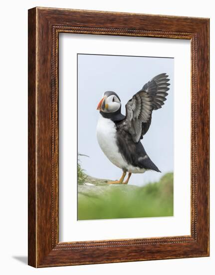 Atlantic Puffin, Mykines, Faroe Islands, Denmark-Martin Zwick-Framed Photographic Print